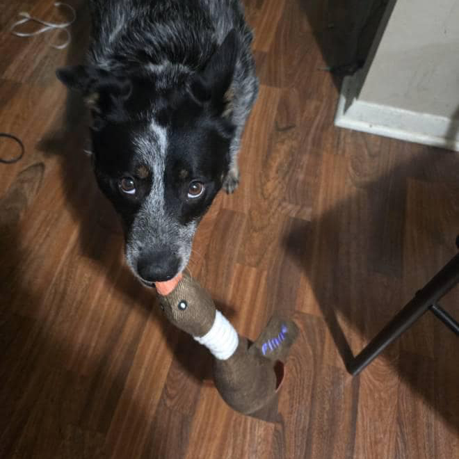 Personalized Pet Unique Duck Squeaky Toy | BKPet298