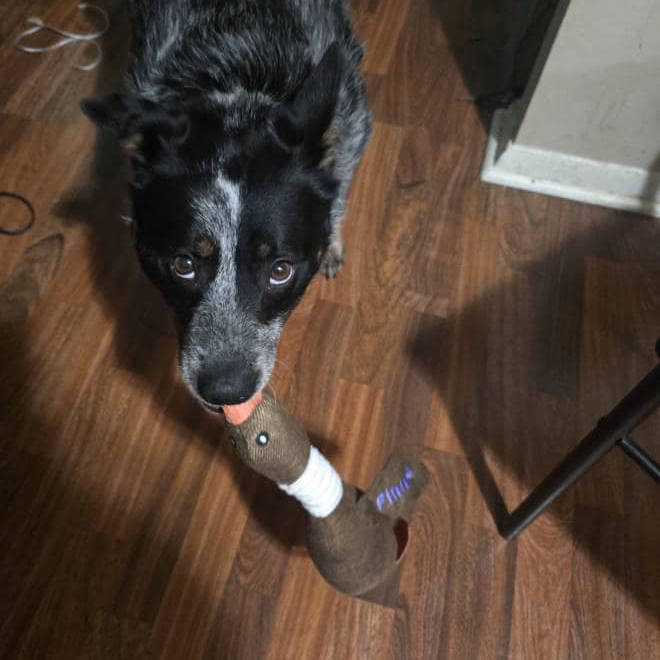 Personalized Pet Unique Duck Squeaky Toy | BKPet298