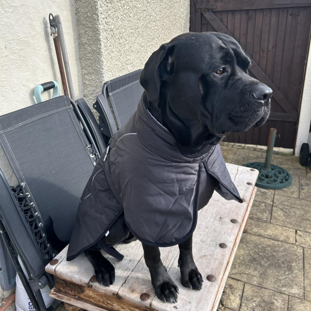 Personalized Pet Winter Warm Reflective Safety Puffer Vest | BKPet302