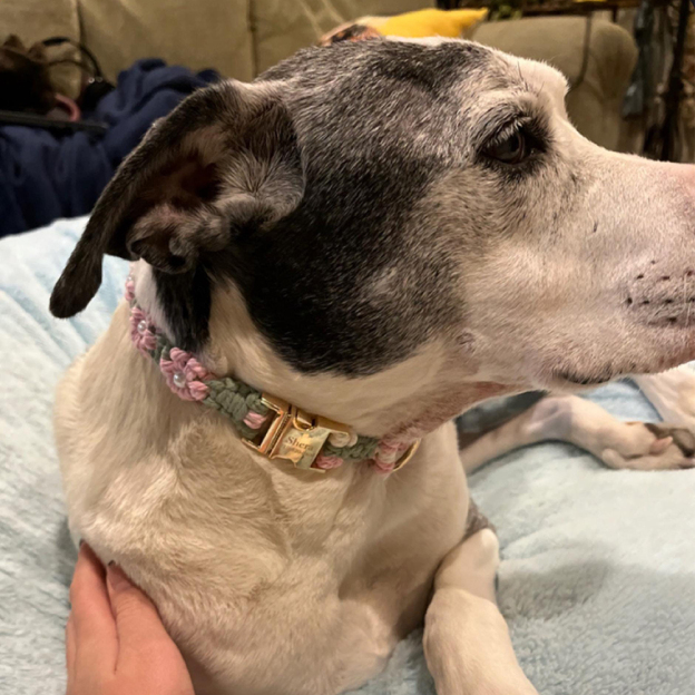 Personalized Handmade Macrame Flowers Pet Collar | BKPet457