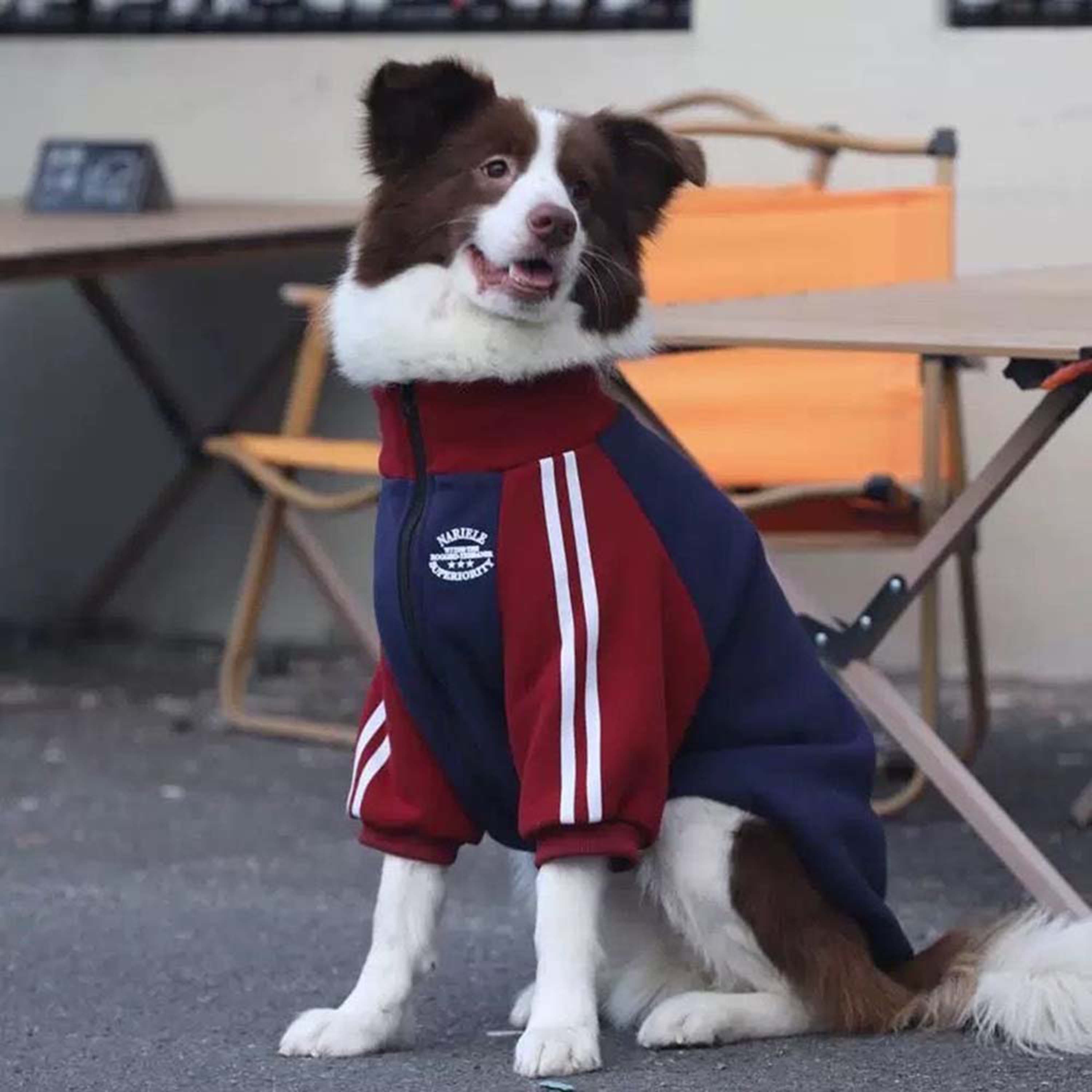 Personalized Embroidered Pet Fashion Trendy Sweatshirt Jacket | BKPet570