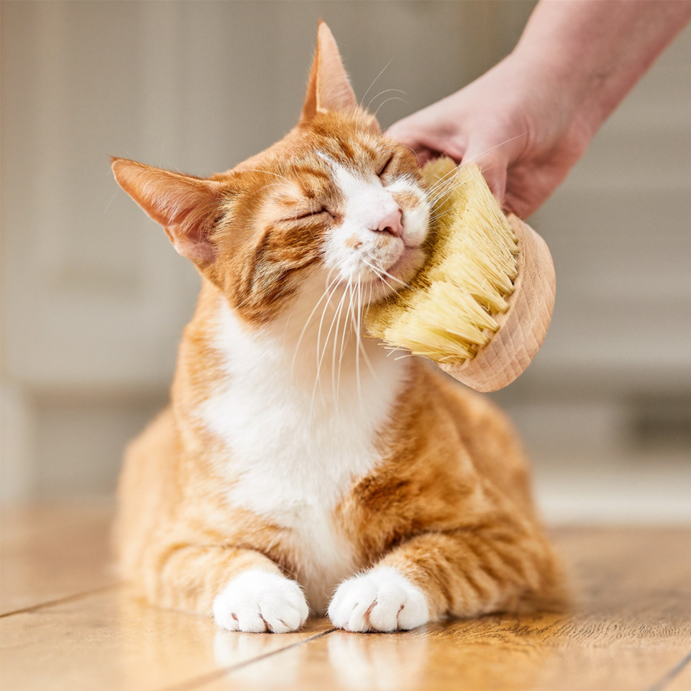 Personalized Pet Natural Beech Wooden Cut Brush | BKPet141