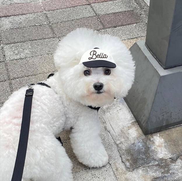 Personalized Embroidery Pet Baseball Cap with Ear Holes | CWPet27