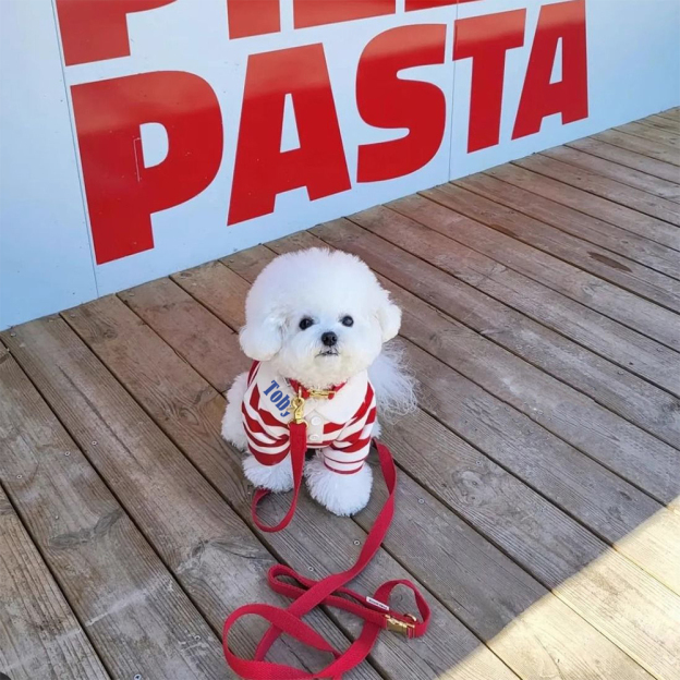 Personalized Pet Striped Polo Shirt | KKPet399