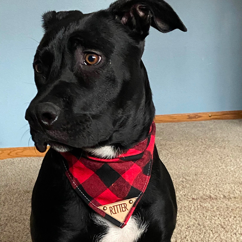 Personalized Plaid Dog Bandana for Comfort & Unique | BKPet42