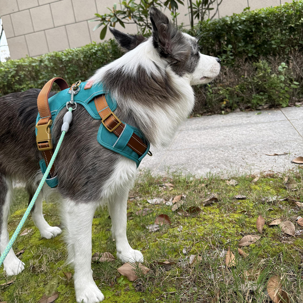 Personalized Night Reflective Luxury Puppy Harness | BKPet237