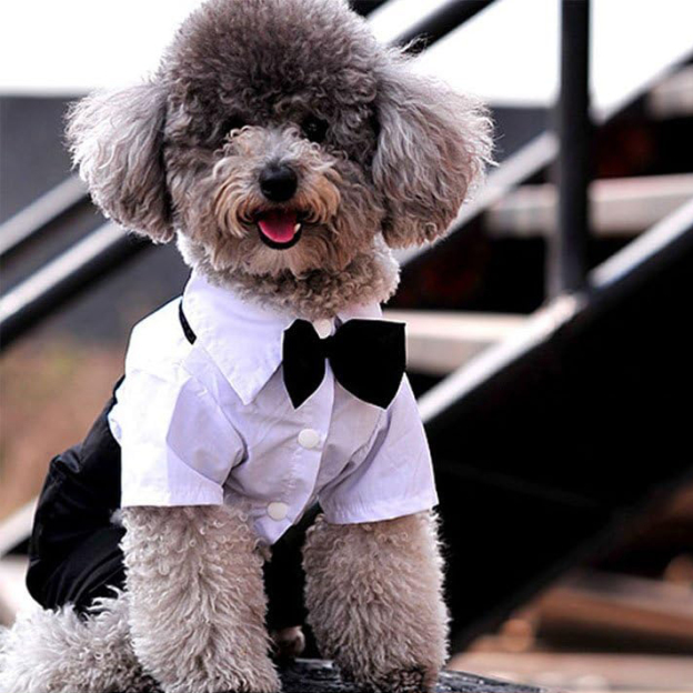 Personalized Pet Tuxedo Wedding Outfit | BKPet261
