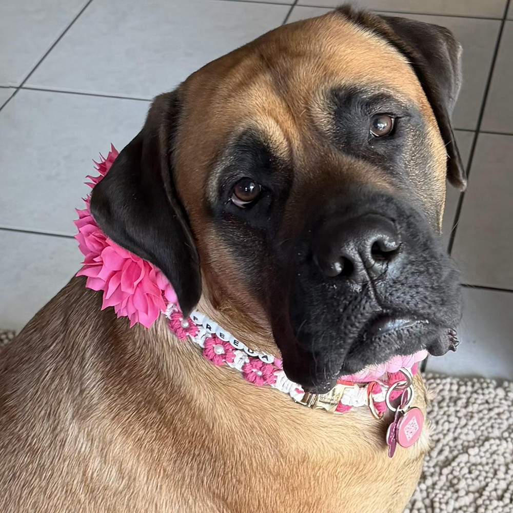 Personalized Handmade Macrame Flowers Pet Collar | BKPet457