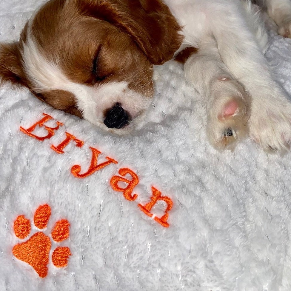 Pet Blankets