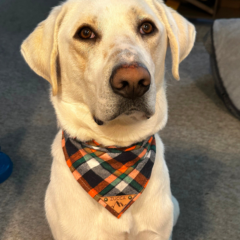 Personalized Plaid Dog Bandana for Comfort & Unique | BKPet42