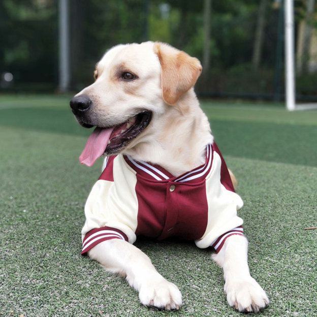 Personalized Pet Large Baseball Jacket | BKPet250