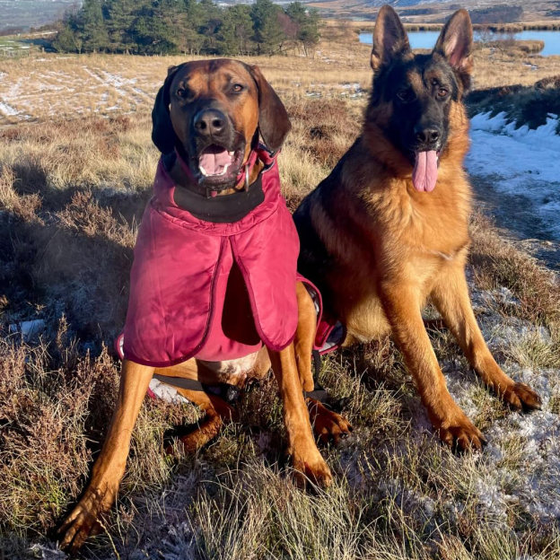 Personalized Pet Winter Warm Reflective Safety Puffer Vest | BKPet302