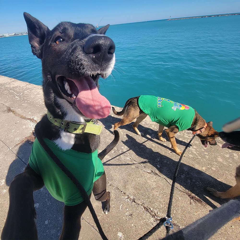Personalized It’s My Birthday Pet Shirt | BKPet449