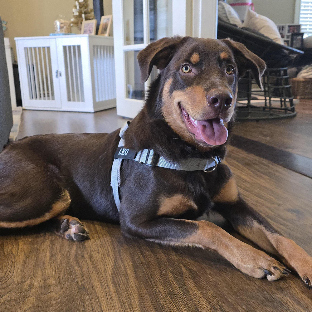 Personalized Embroidered Dog Harness & Leash Set | BKPet462