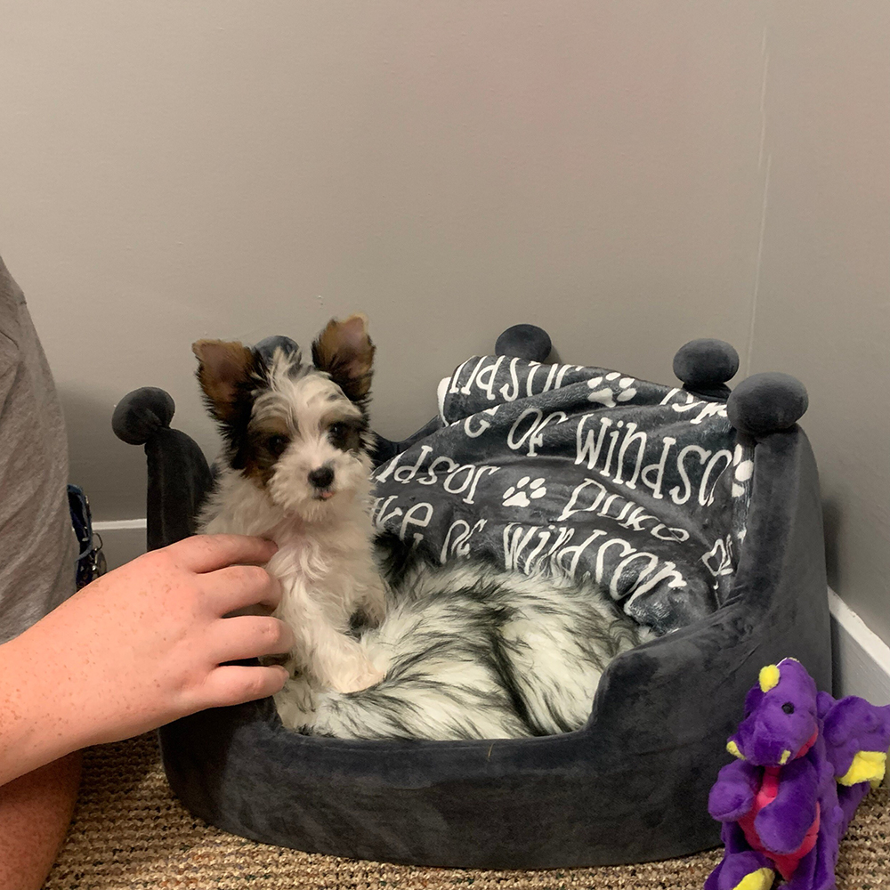 Personalized Lovely Pet Blanket for Comfort & Unique | BKPet01