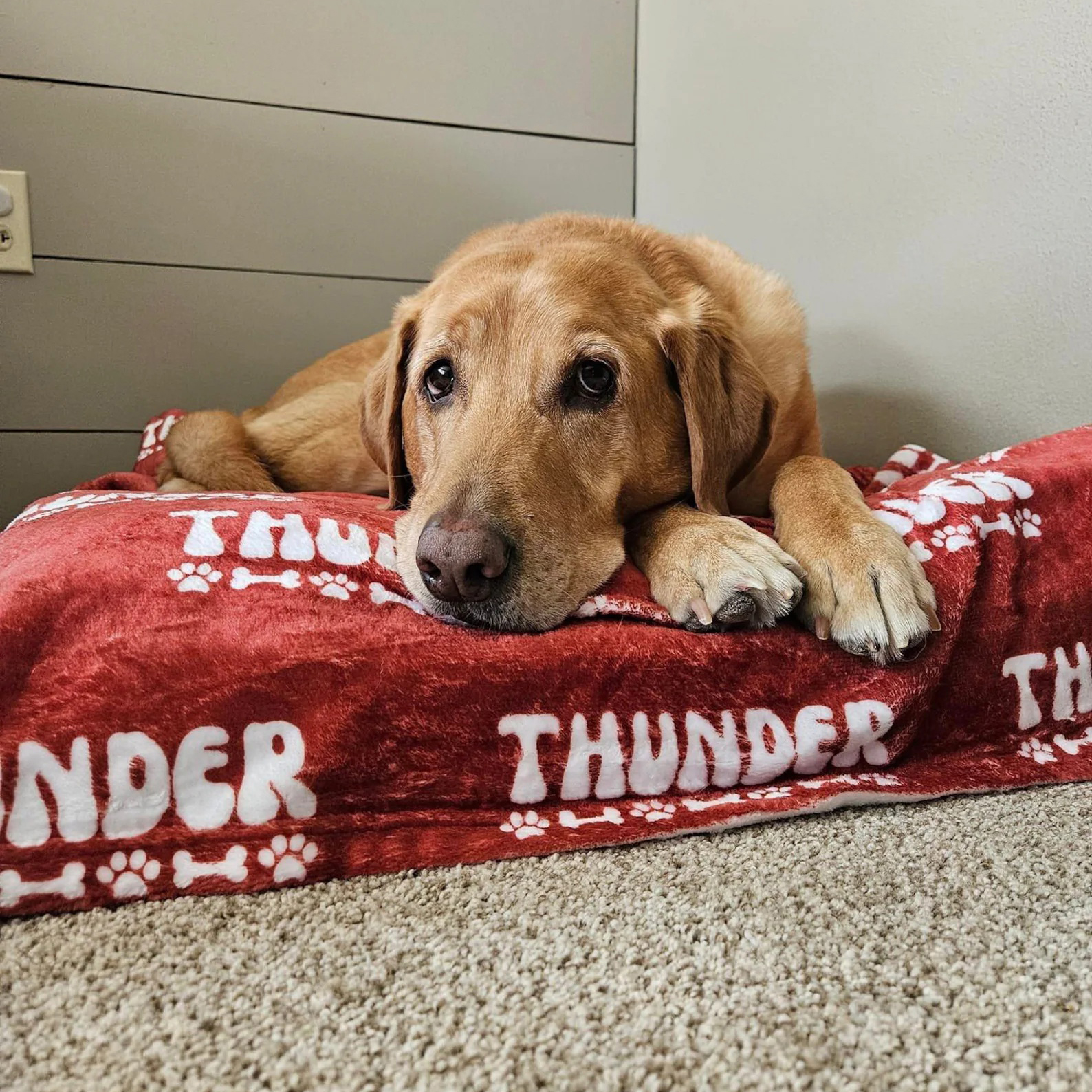 Personalized Lovely Pet Blanket for Comfort & Unique | BKPet106