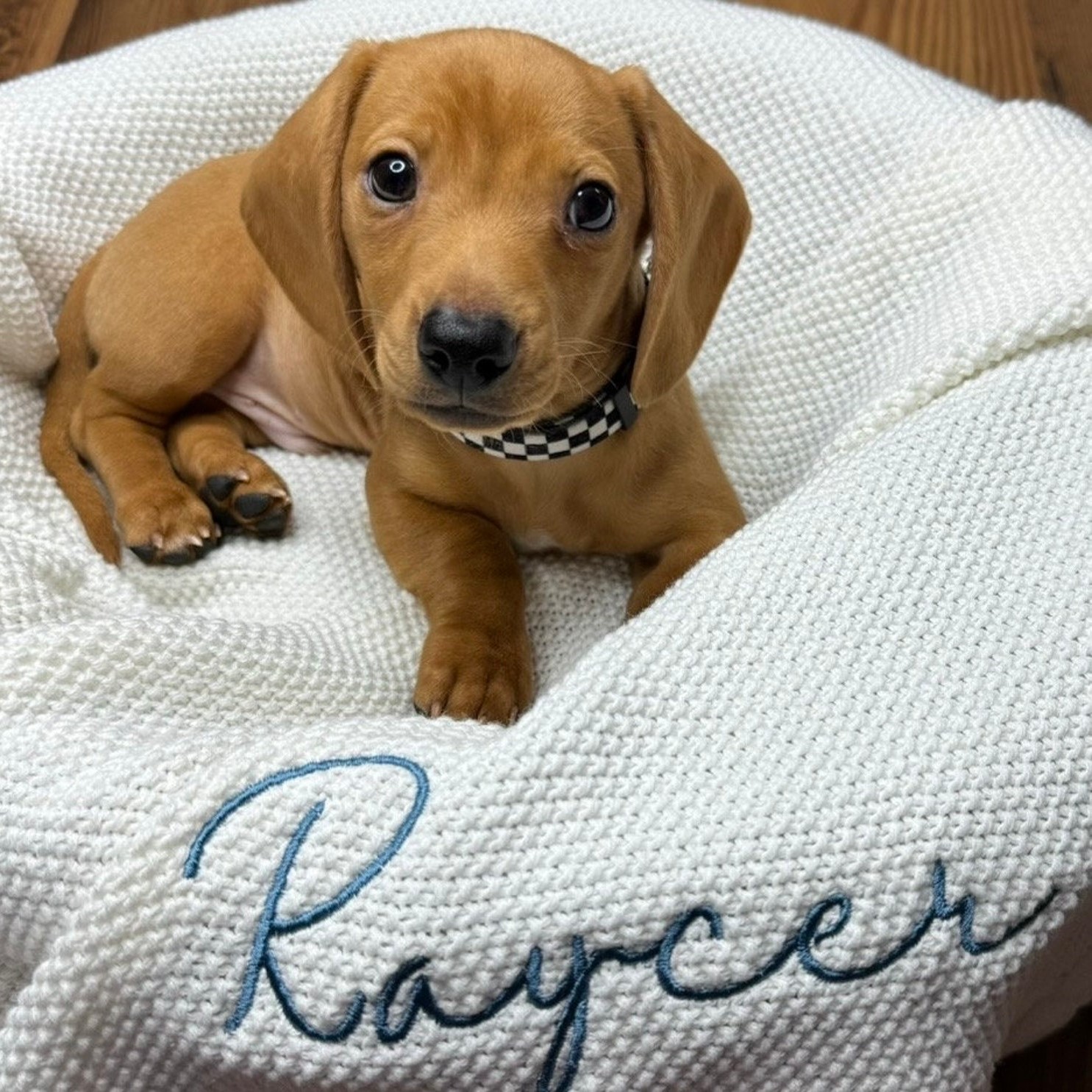 Personalized Warm Pet Blanket for Comfort & Unique | BKPet82