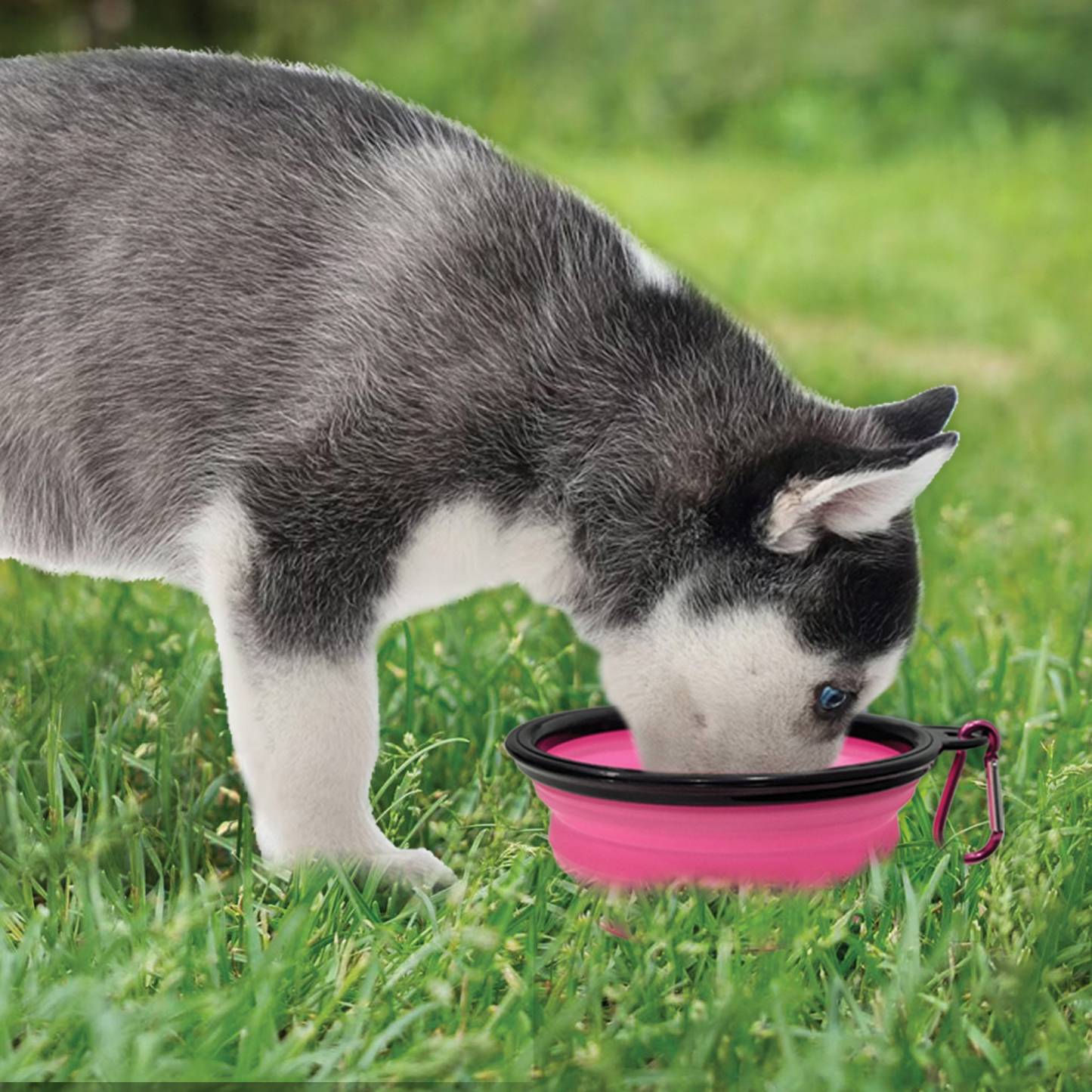 Personalized Silicone Foldable Travel Pet Bowl | BKPet79