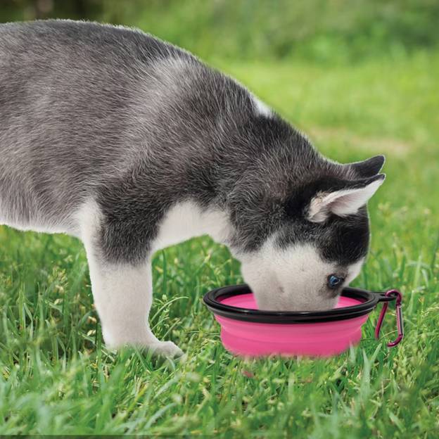 Personalized Silicone Foldable Travel Pet Bowl | BKPet79