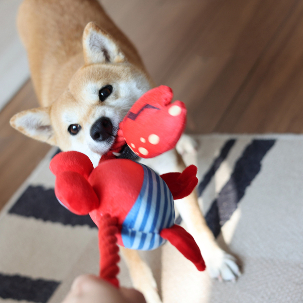 Personalized Handmade Pet Squeaky Interactive Chew Toy | BKPet172