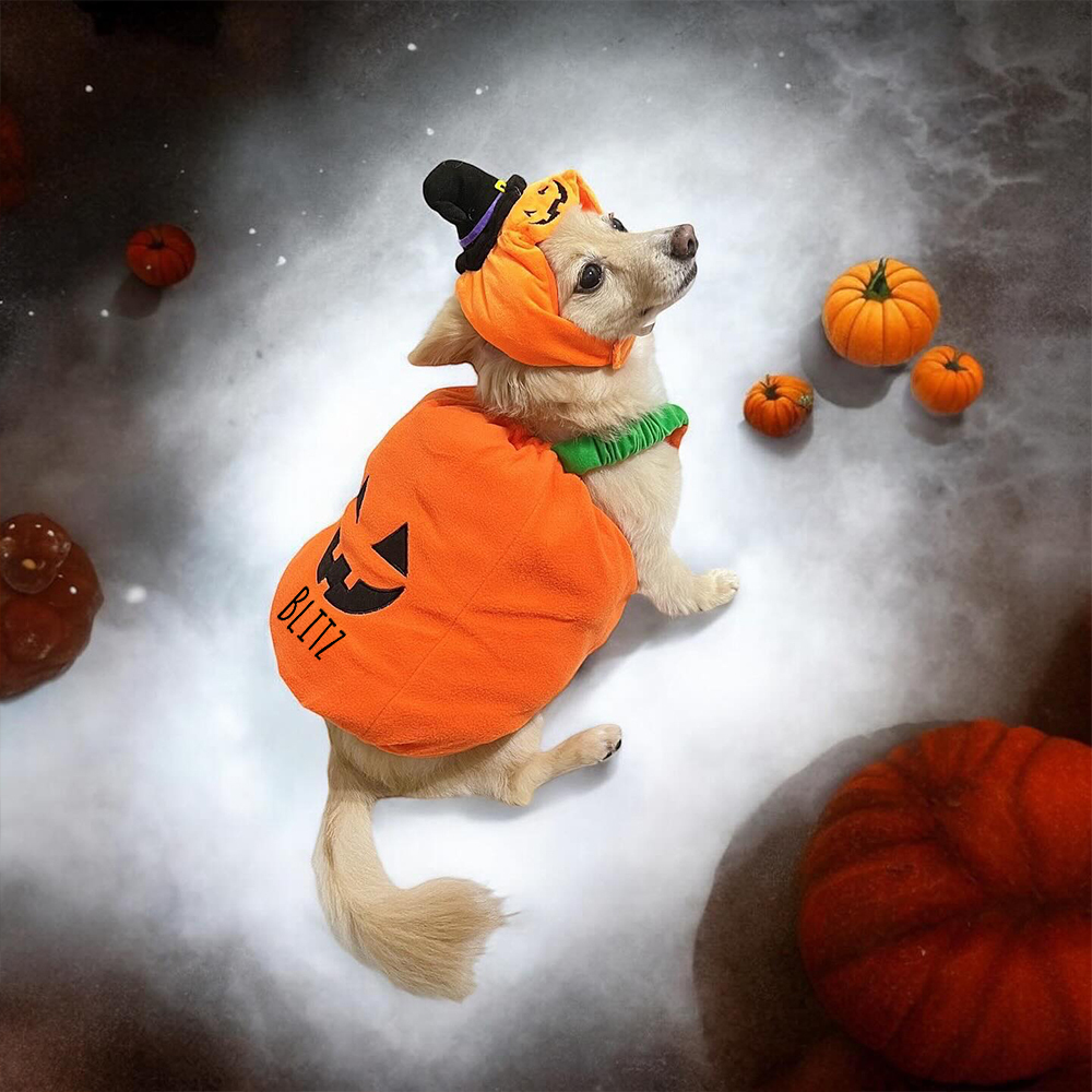 Personalized Halloween Funny Pumpkin Pet Costume | CWHalloween66
