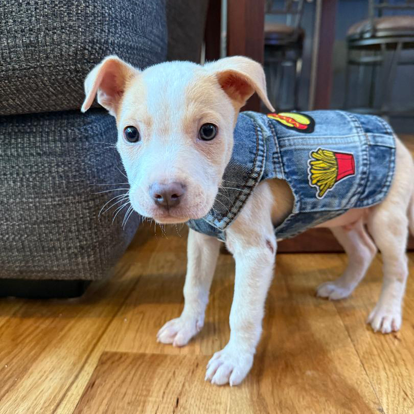 Personalized Hand Patch Pets Denim Jacket for Comfort and Unique | BKPet262