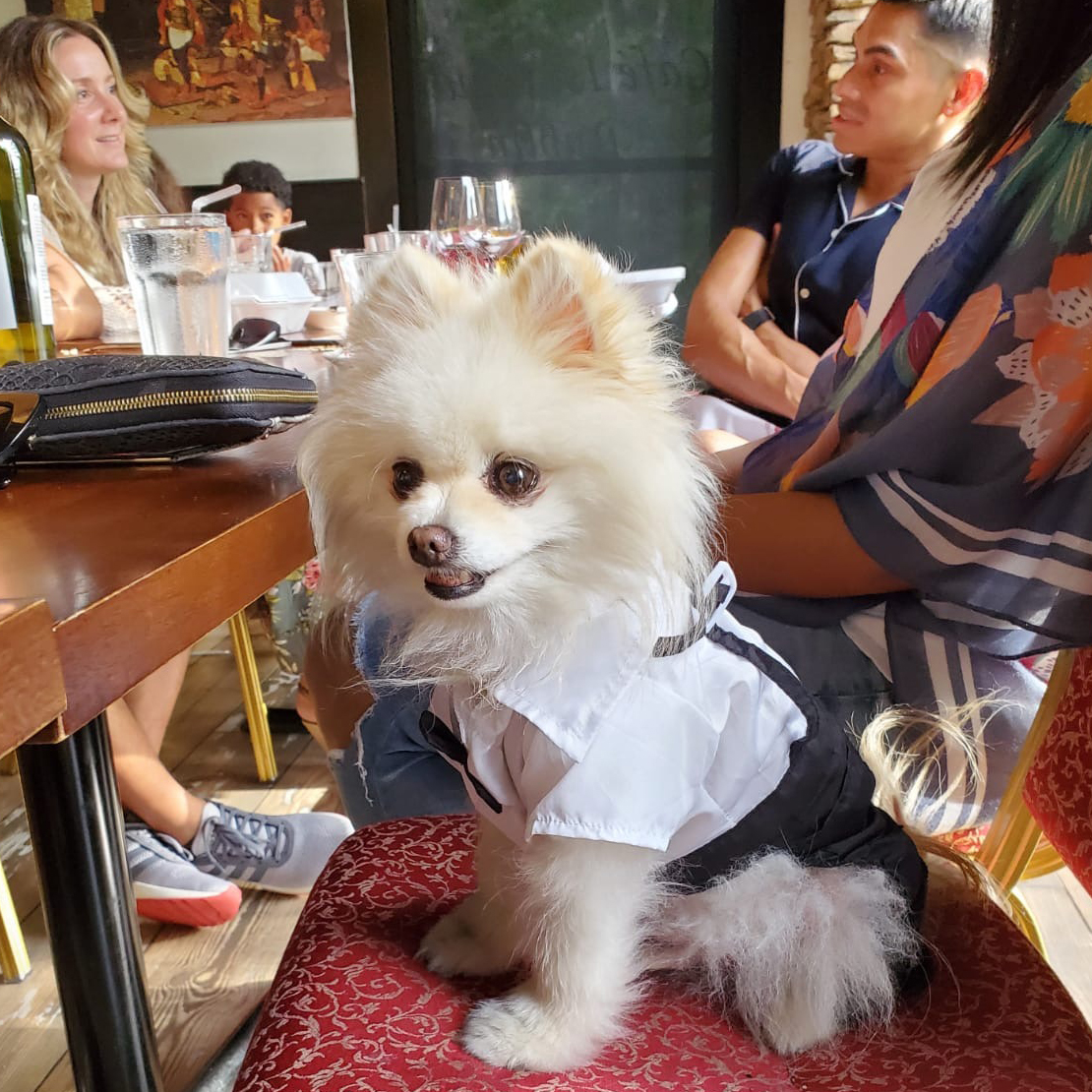 Personalized Pet Tuxedo Wedding Outfit | BKPet261