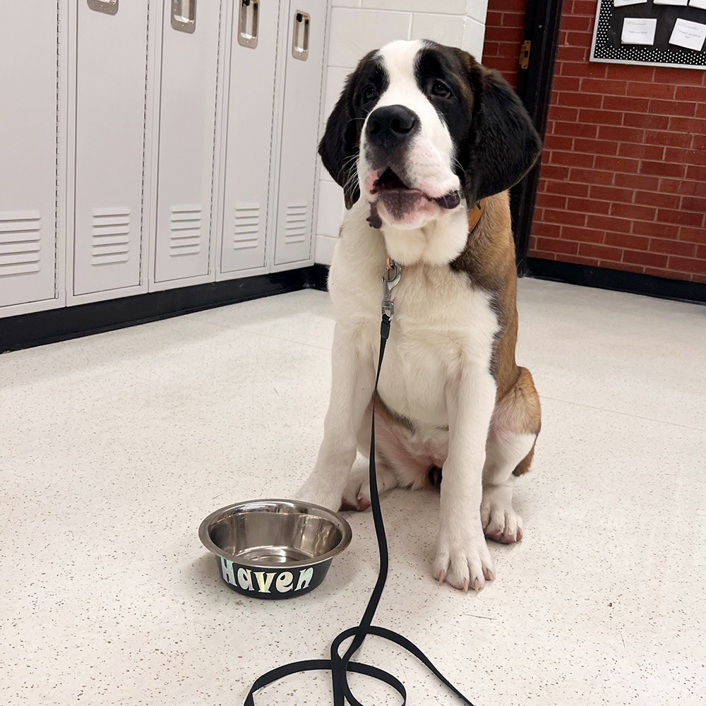 Personalized Pet Stainless Steel Anti-slip Food Bowl | BKPet36801