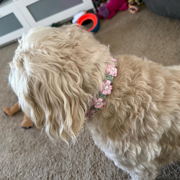 Personalized Handmade Macrame Flowers Pet Collar | BKPet457