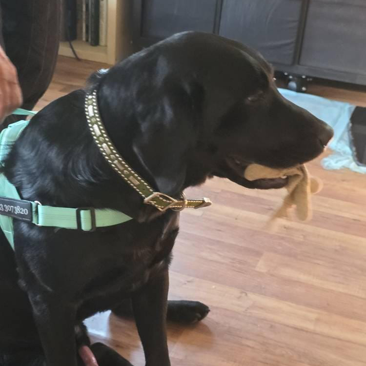 Personalized Embroidered Dog Harness & Leash Set | BKPet462
