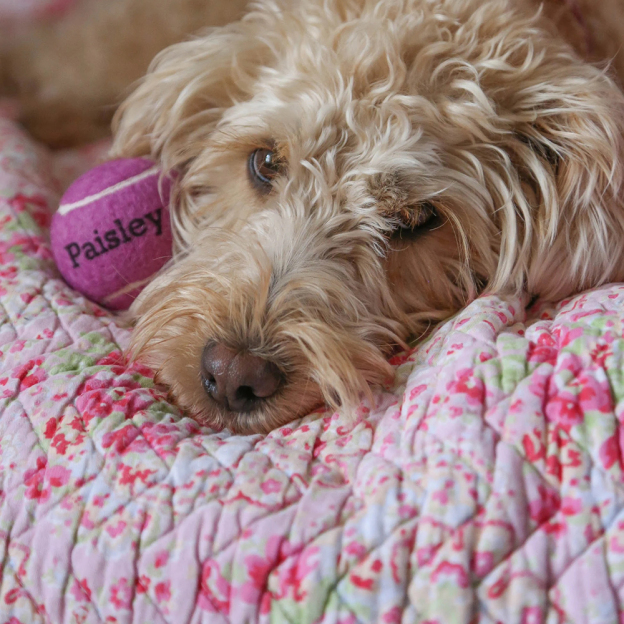 Personalized Pet Tennis Ball Toy | BKPet137