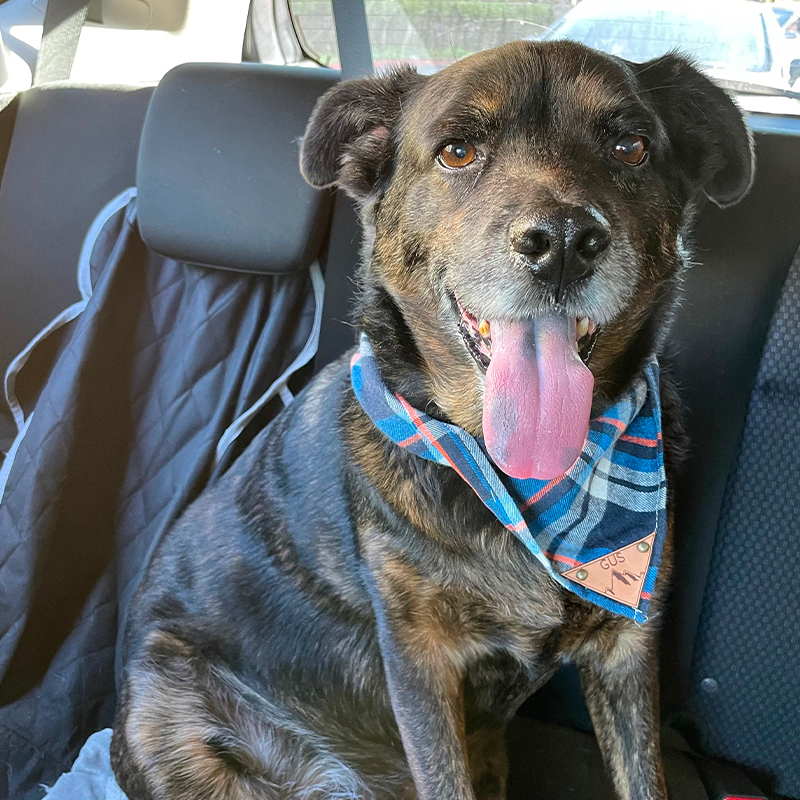 Personalized Plaid Dog Bandana for Comfort & Unique | BKPet42