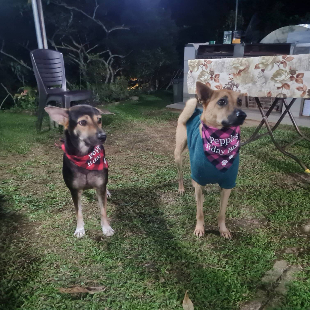 Personalized Embroidered Dog Bandana for Comfort & Unique | BKPet164