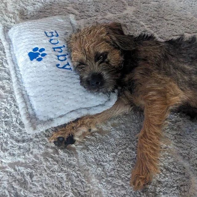 Personalized Warm Pet Pillow for Comfort & Unique | BKPet21