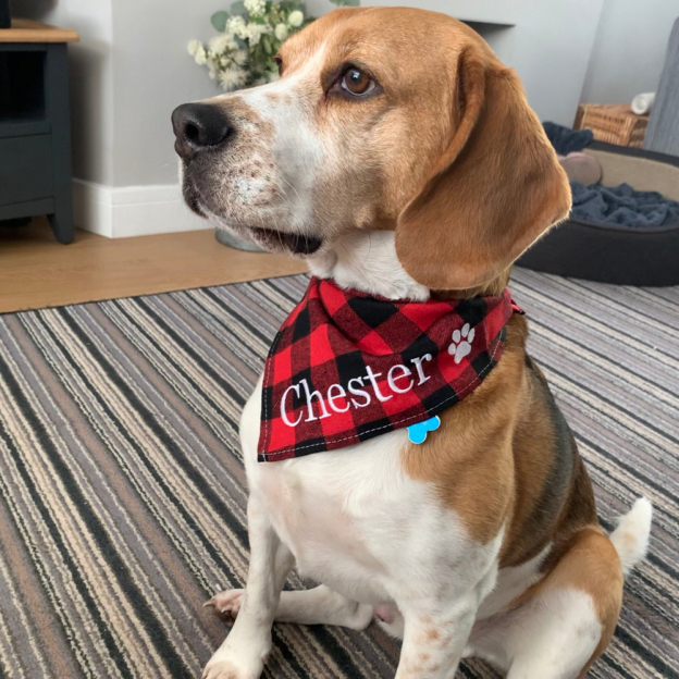 Personalized Embroidered Dog Bandana for Comfort & Unique | BKPet164
