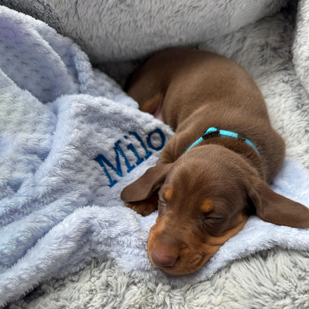 Personalized Embroidered Pet Soft Waffle Blanket | BKPet197