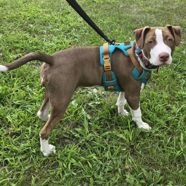 Personalized Night Reflective Luxury Puppy Harness | BKPet237