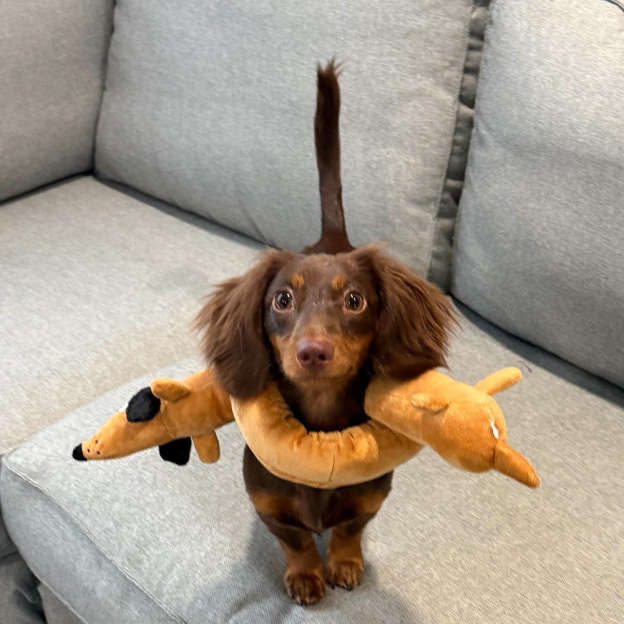Plush Pretzel Dachshund squeaky Dog Toys | BKPet383