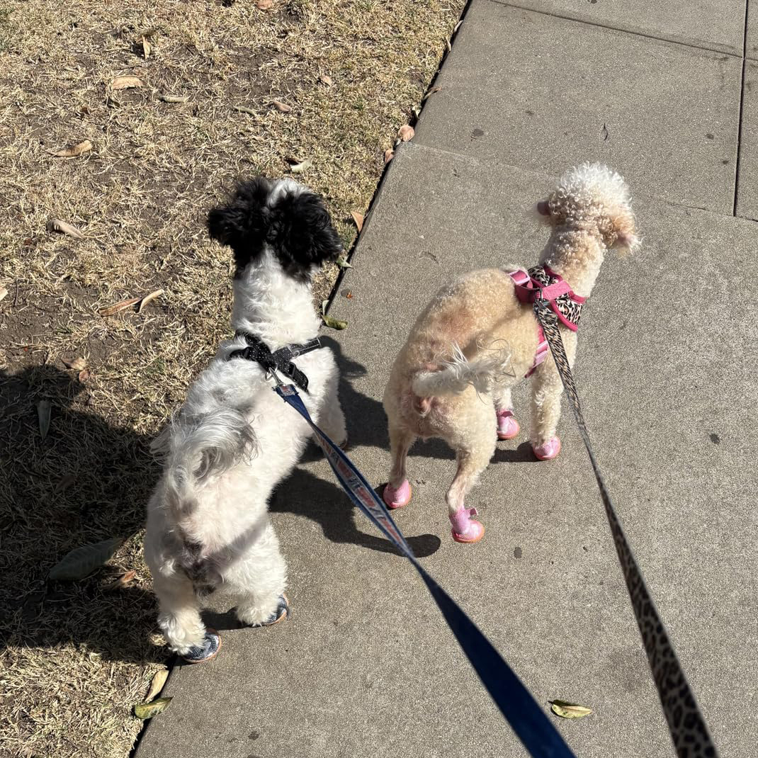 Pet Breathable Adjustable Soft Non-slip Shose | BKPet393