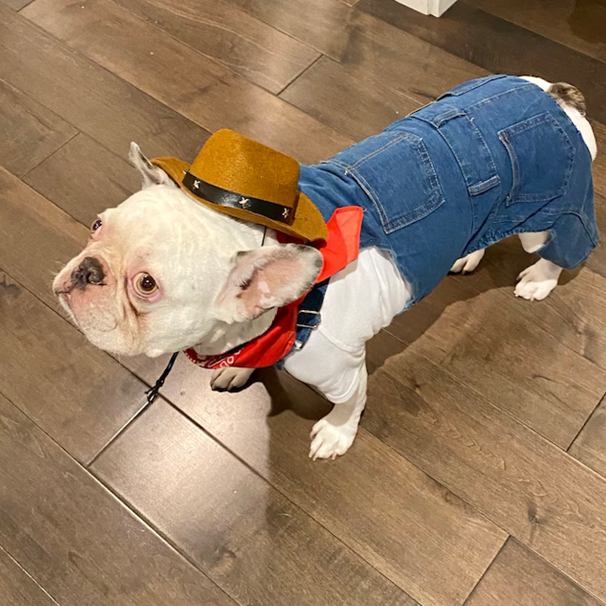 Personalized Leather Patch Pets Classic Overall Dungarees | BKPet56