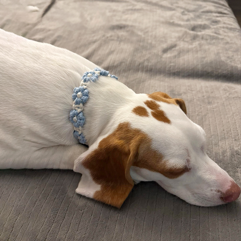 Personalized Handmade Macrame Flowers Pet Collar | BKPet457