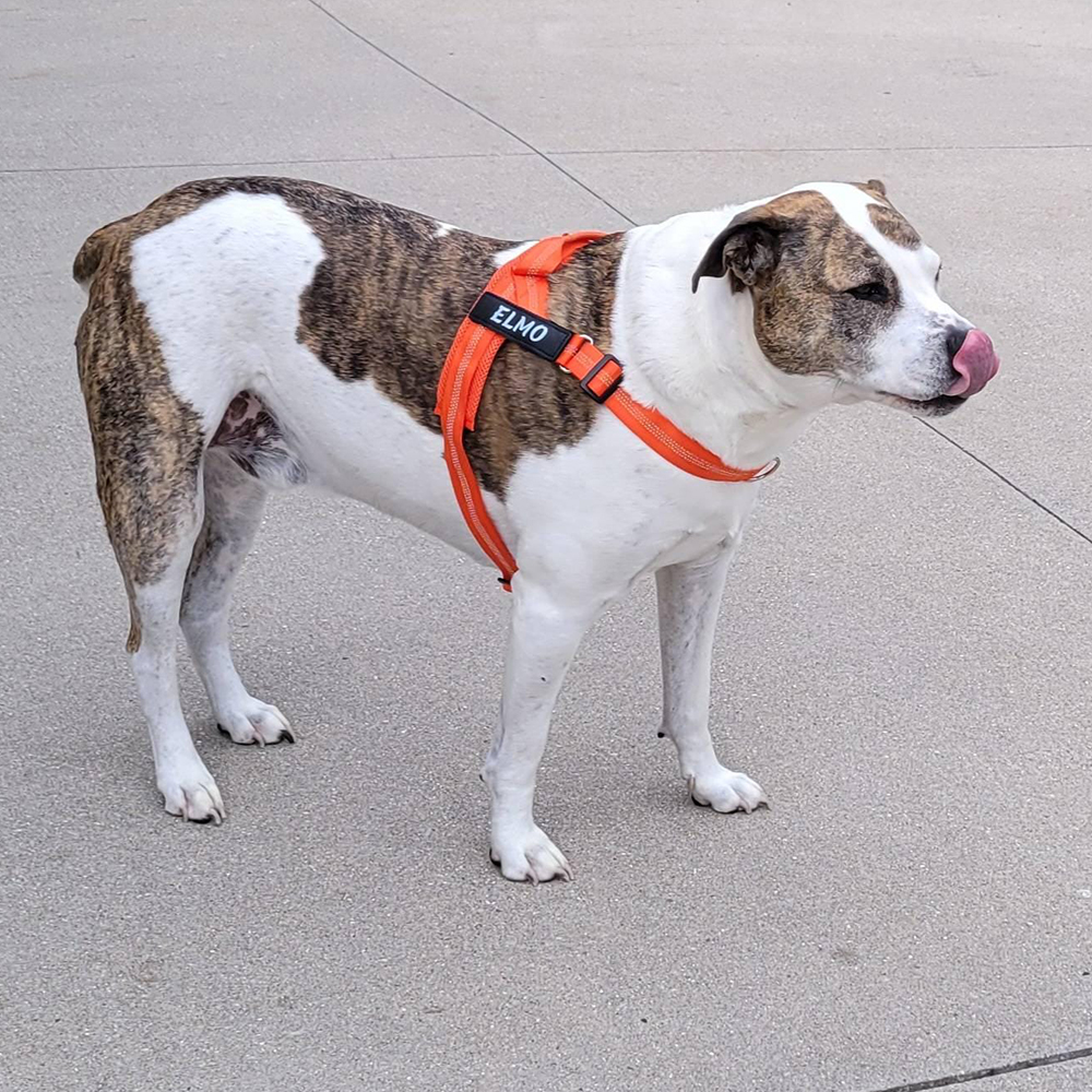 Personalized Embroidered Dog Harness & Leash Set | BKPet462