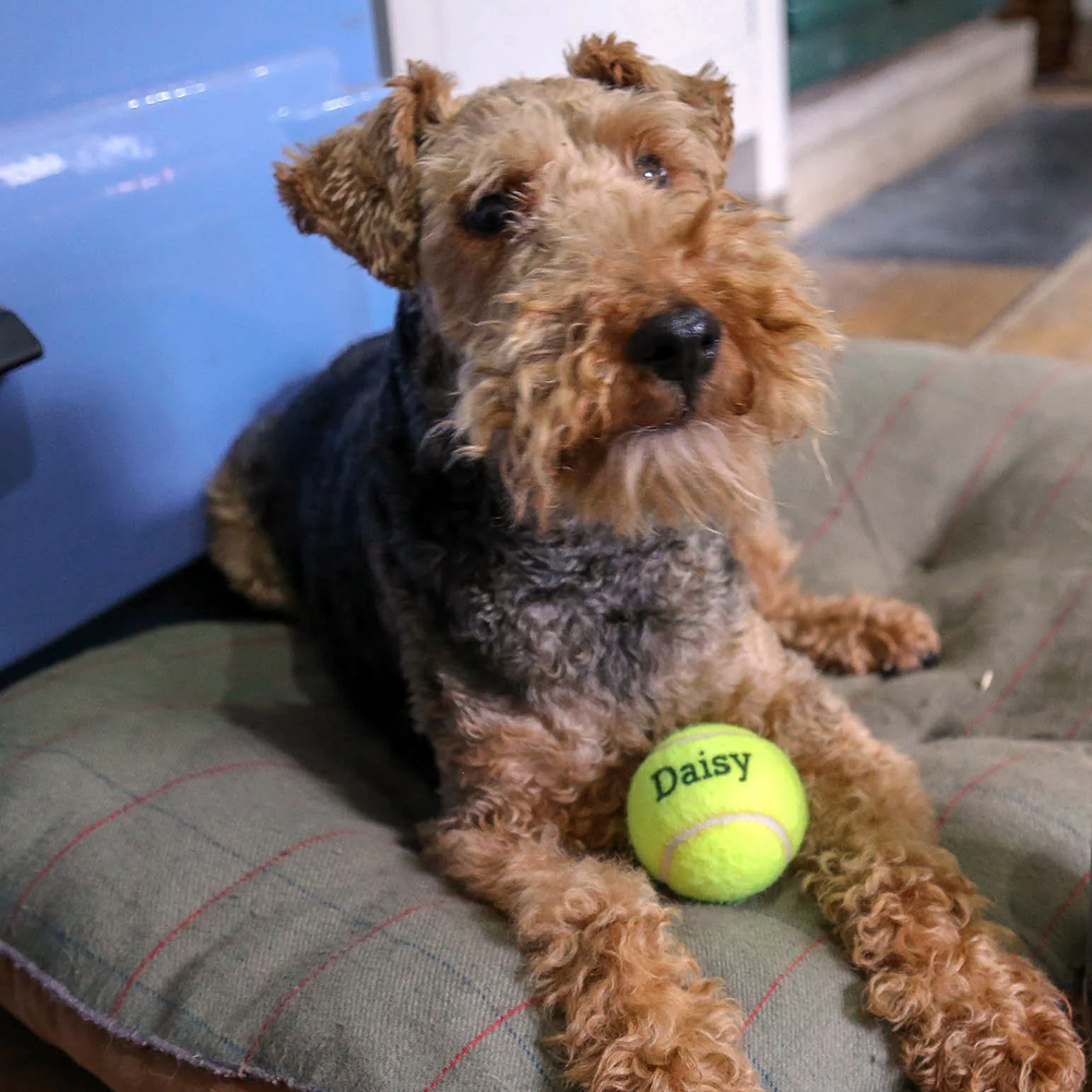 Personalized Pet Tennis Ball Toy | BKPet137