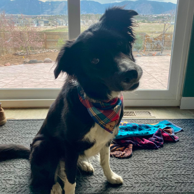 Personalized Plaid Dog Bandana for Comfort & Unique | BKPet42