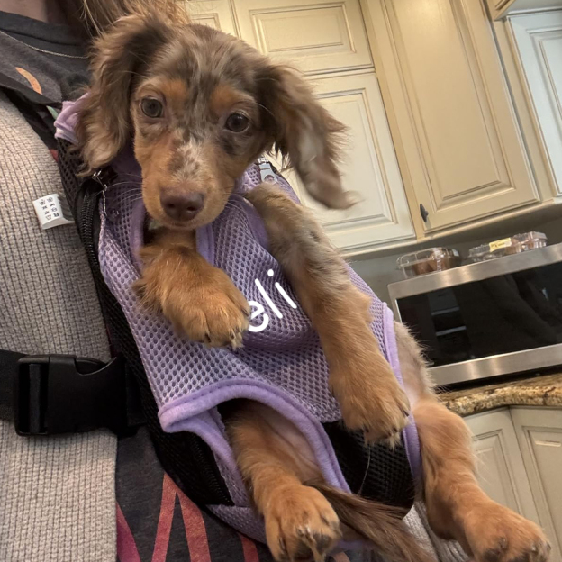 Personalized Dog Front Facing Mesh Pet Carrier | BKPet187