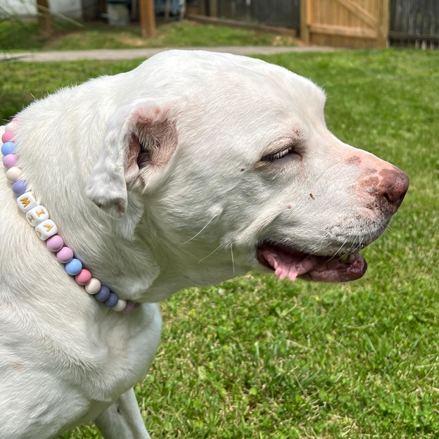 Personalized Handmade Beaded Adjustable Buckle Dog Collar | BKPet221