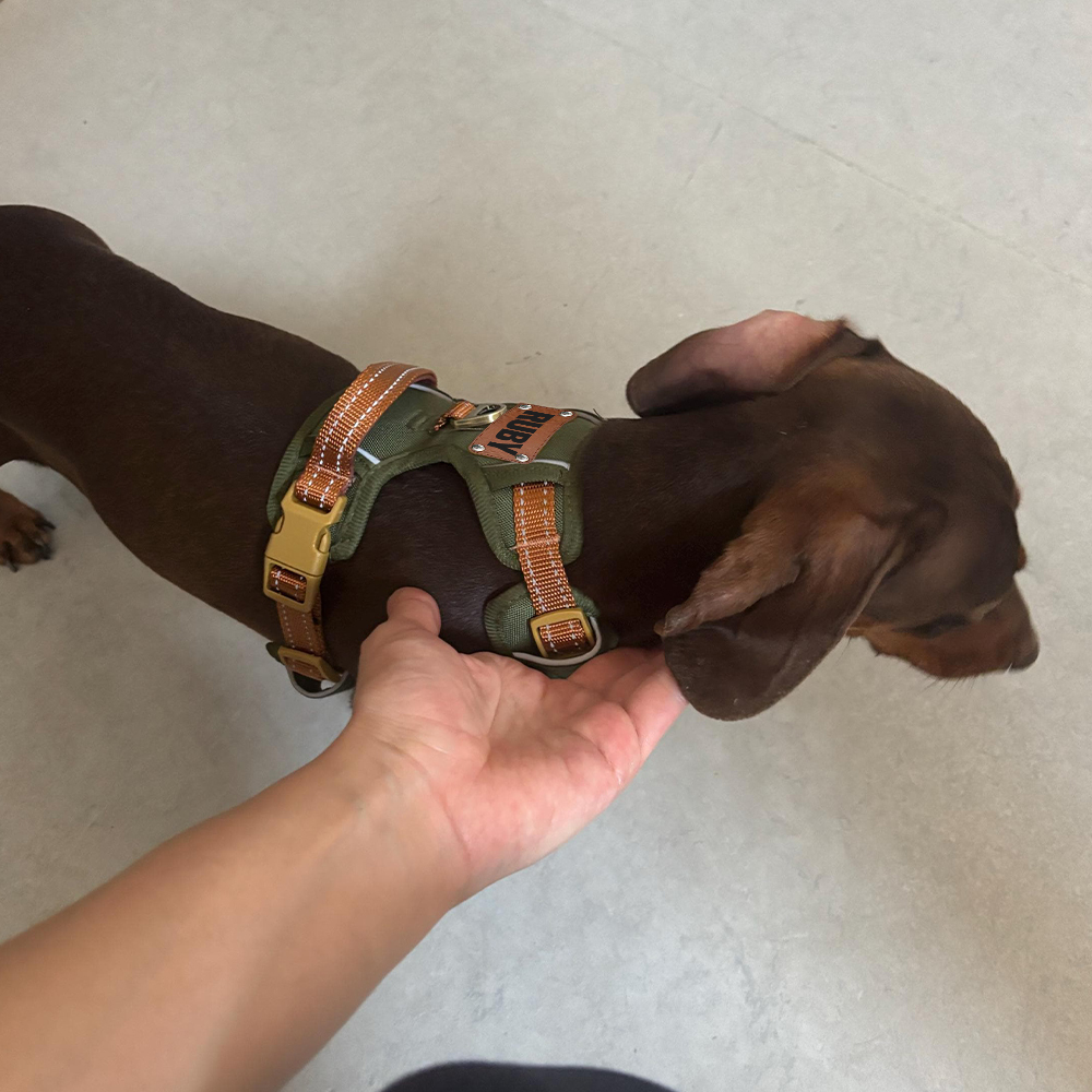 Personalized Night Reflective Luxury Puppy Harness | BKPet237