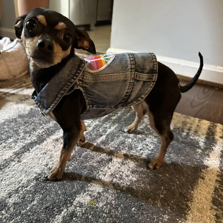 Personalized Hand Patch Pets Denim Jacket for Comfort and Unique | BKPet262