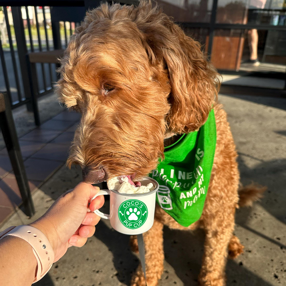 Personalised 12oz Pet Enamel Reusable Pup Cup Mug | BKPet280