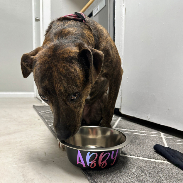 Personalized Pet Stainless Steel Anti-slip Food Bowl | BKPet36801